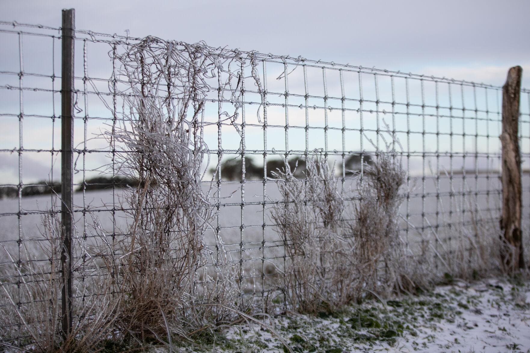 Winter storm in Goliad